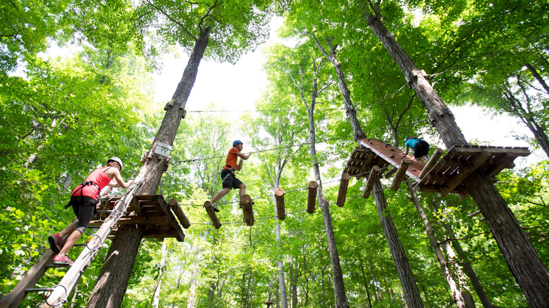 tree top trek discount